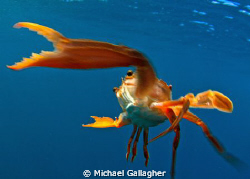 Kung fu, crab style!! The free swimming crabs in Djibouti... by Michael Gallagher 